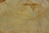 Rare Petrified Snakewood (Mennegoxylon) Round - Texas #166402-1